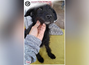 Dreibeinchen Hope sucht liebes Zuhause