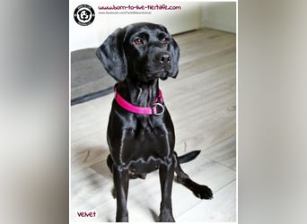 Velvet sucht ein neues Zuhause