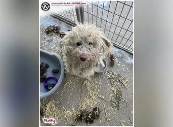 Wuschel Fluffy sucht ein Zuhause