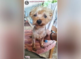 Dobby sucht ein Zuhause für immer
