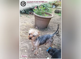 Dobby sucht ein Zuhause für immer