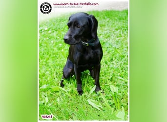 Velvet sucht ein neues Zuhause