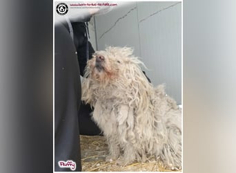 Wuschel Fluffy sucht ein Zuhause