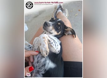 Der kleine Ari sucht ein warmes Körbchen