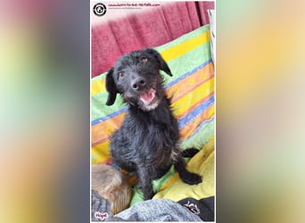 Dreibeinchen Hope sucht liebes Zuhause