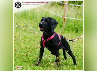 Velvet sucht ein neues Zuhause