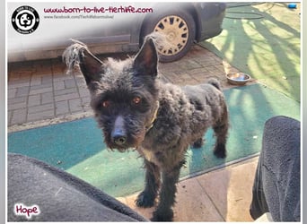 Schönes Einzelplätzchen für HOPE gesucht