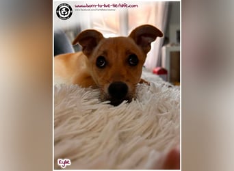 Kleine Kylie auf der Suche nach ihrem Zuhause