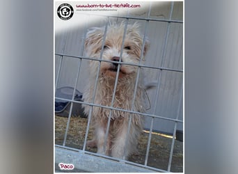 Wuschelchen Paco auf der Suche nach seinen Menschen