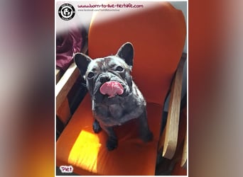 Kleiner Sonnenschein Piet sucht sein Körbchen