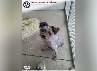 Wuschel Piper sucht ein Zuhause für immer