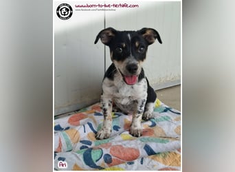 Der kleine Ari sucht ein warmes Körbchen