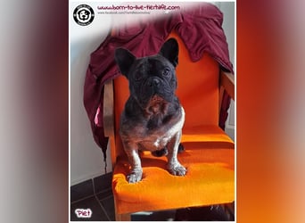 Kleiner Sonnenschein Piet sucht sein Körbchen