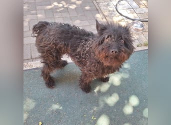 Schönes Einzelplätzchen für HOPE gesucht