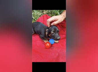 Tom und Jerry 4,5 Monate ❤