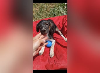 Tom und Jerry 4,5 Monate ❤