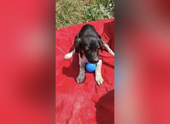 Tom und Jerry 4,5 Monate ❤