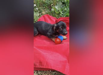 Tom und Jerry 4,5 Monate ❤