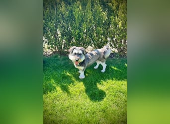 Juna - loyal&liebevoll