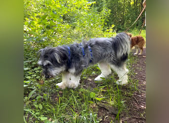 Juna - loyal&liebevoll