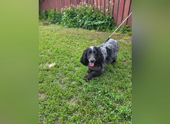 Der russische Spaniel Charli sucht zuhause!