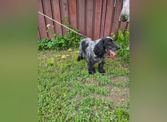 Der russische Spaniel Charli sucht zuhause!