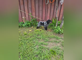Der russische Spaniel Charli sucht zuhause!