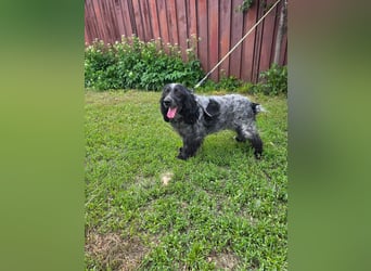 Der russische Spaniel Charli sucht zuhause!
