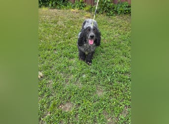 Der russische Spaniel Charli sucht zuhause!