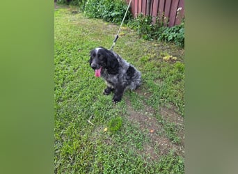 Der russische Spaniel Charli sucht zuhause!