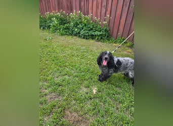 Der russische Spaniel Charli sucht zuhause!