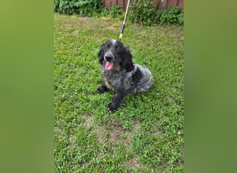 Der russische Spaniel Charli sucht zuhause!