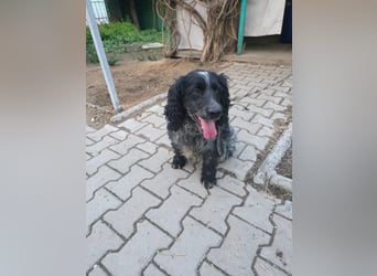 Der russische Spaniel Charli sucht zuhause!