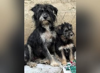 Tierschutz: Sehr liebenswerte Hundedame Joy