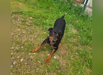 Rico-Kämpfer mit Herz