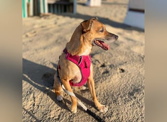 Bailey - aktiv und sensibel