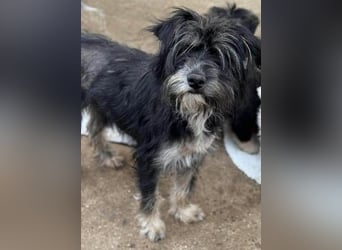 Tierschutz: Sehr liebenswerte Hundedame Joy