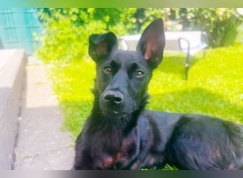 Amza sucht ein Zuhause