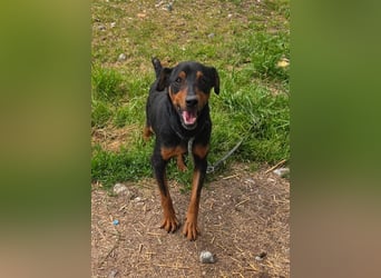 Rico-Kämpfer mit Herz