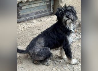 Tierschutz: Sehr liebenswerte Hundedame Joy
