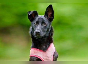 Amza sucht ein Zuhause
