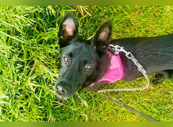 Amza sucht ein Zuhause