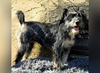 Tierschutz: Sehr liebenswerte Hundedame Joy
