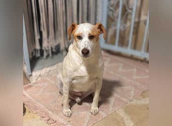 Levi - Little Mister Sunshine