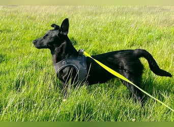 Amza sucht ein Zuhause