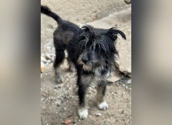 Tierschutz: Sehr liebenswerte Hundedame Joy
