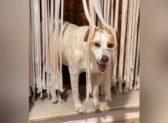 Levi - Little Mister Sunshine