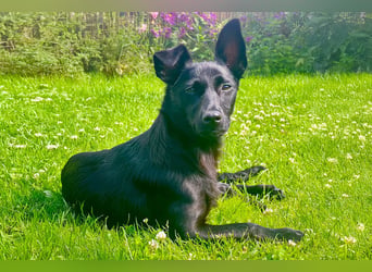 Amza sucht ein Zuhause