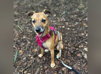 Bailey - aktiv und sensibel