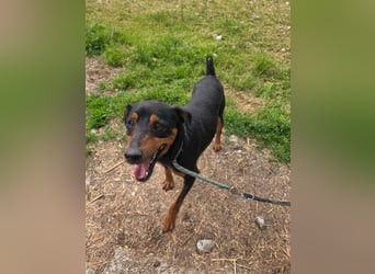 Rico-Kämpfer mit Herz